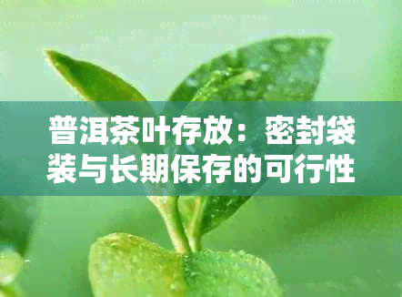 普洱茶叶存放：密封袋装与长期保存的可行性探讨