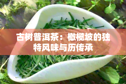 古树普洱茶：橄榄坡的独特风味与历传承