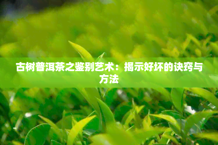 古树普洱茶之鉴别艺术：揭示好坏的诀窍与方法