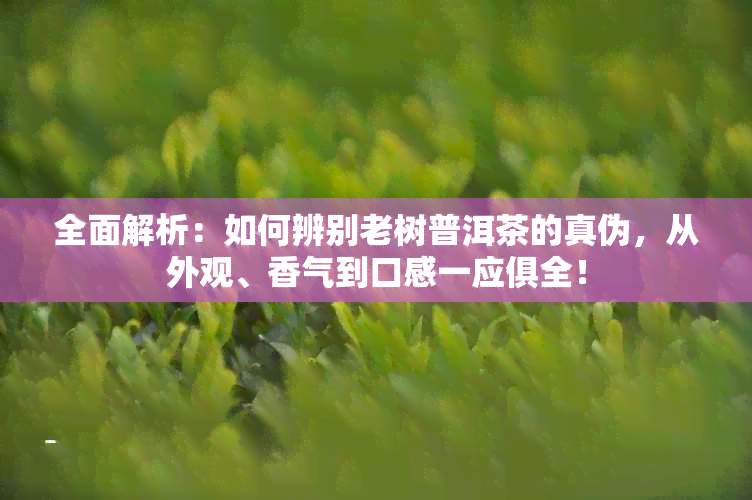 全面解析：如何辨别老树普洱茶的真伪，从外观、香气到口感一应俱全！