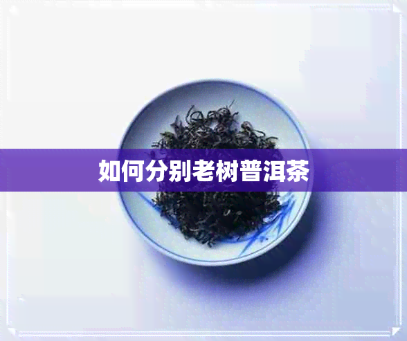 如何分别老树普洱茶