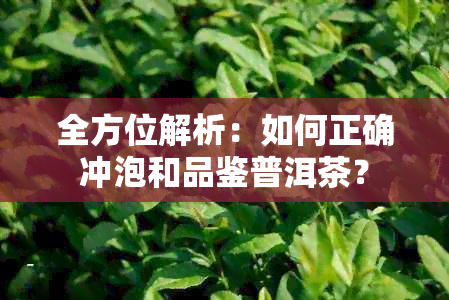 全方位解析：如何正确冲泡和品鉴普洱茶？