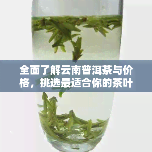 全面了解云南普洱茶与价格，挑选最适合你的茶叶收藏