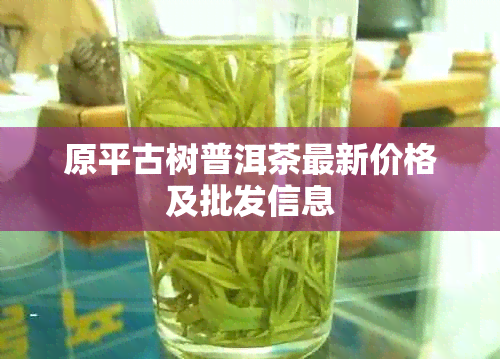 原平古树普洱茶最新价格及批发信息