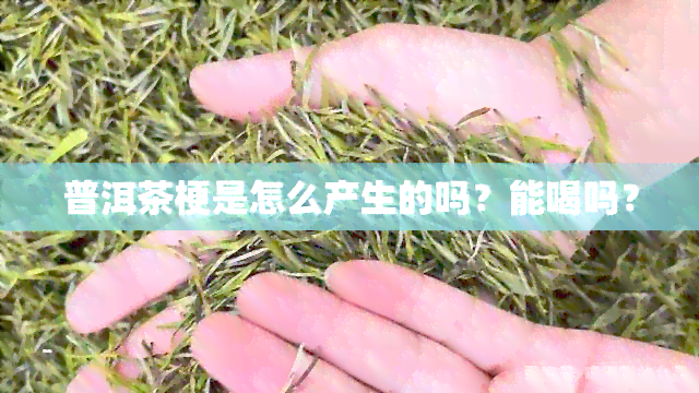 普洱茶梗是怎么产生的吗？能喝吗？