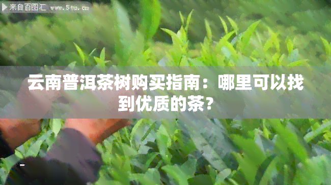 云南普洱茶树购买指南：哪里可以找到优质的茶？