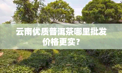 云南优质普洱茶哪里批发价格更实？