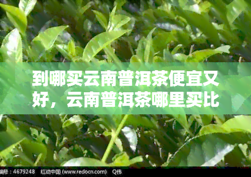 到哪买云南普洱茶便宜又好，云南普洱茶哪里买比较好