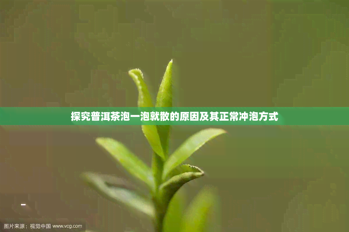 探究普洱茶泡一泡就散的原因及其正常冲泡方式