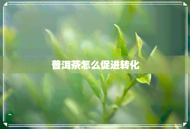 普洱茶怎么促进转化