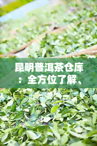 昆明普洱茶仓库：全方位了解、选购和品鉴昆明普洱茶的权威指南