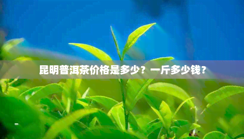 昆明普洱茶价格是多少？一斤多少钱？