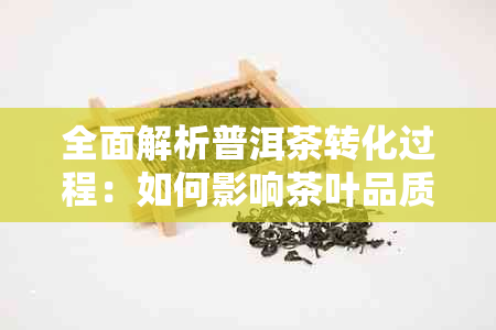 全面解析普洱茶转化过程：如何影响茶叶品质与功效的科学探讨