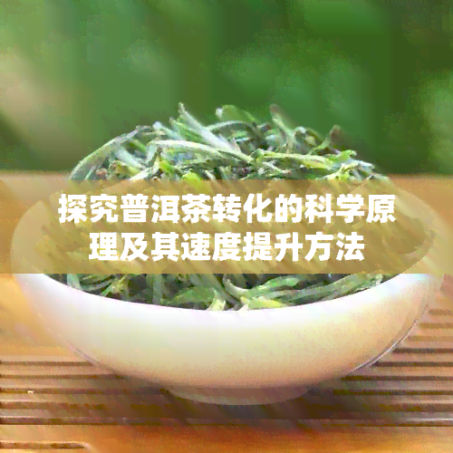 探究普洱茶转化的科学原理及其速度提升方法