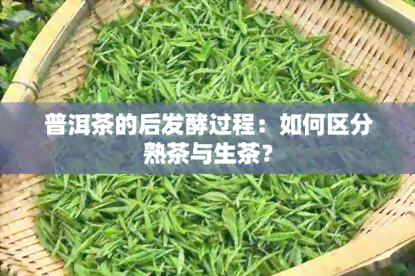 普洱茶的后发酵过程：如何区分熟茶与生茶？