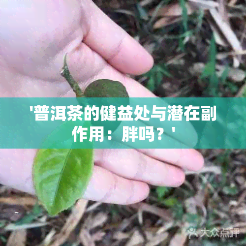 '普洱茶的健益处与潜在副作用：胖吗？'