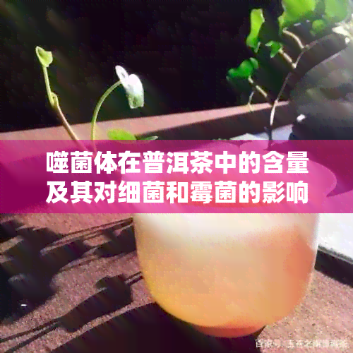 噬菌体在普洱茶中的含量及其对细菌和霉菌的影响：真菌性状的探讨