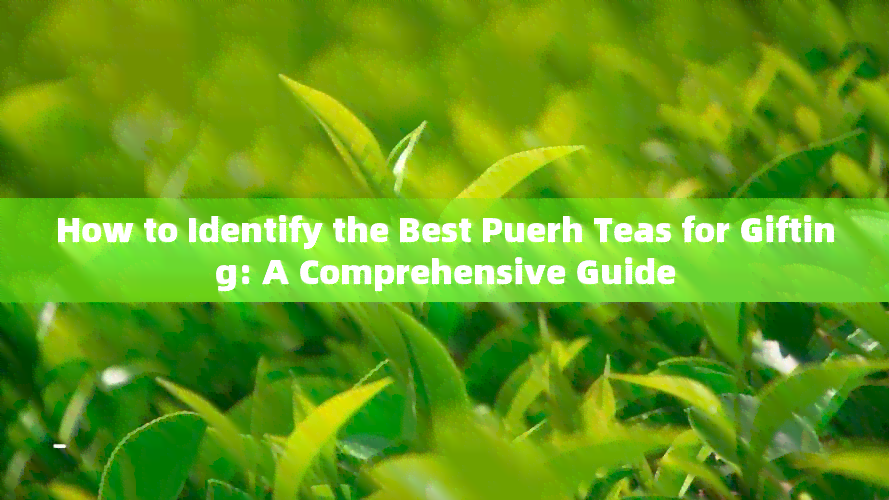 How to Identify the Best Puerh Teas for Gifting: A Comprehensive Guide