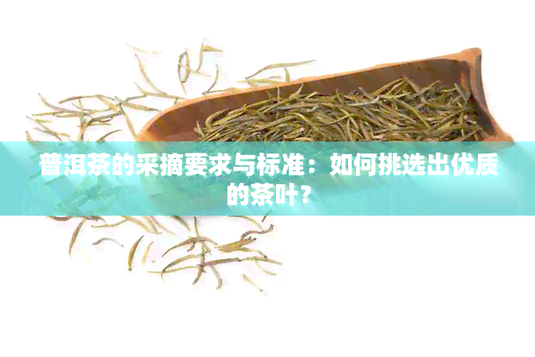 普洱茶的采摘要求与标准：如何挑选出优质的茶叶？