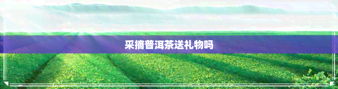 采摘普洱茶送礼物吗