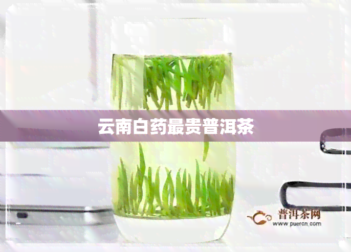 云南白最贵普洱茶