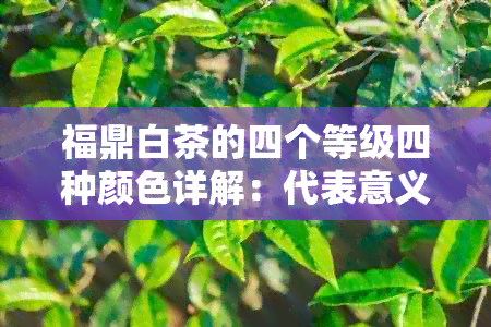 福鼎白茶的四个等级四种颜色详解：代表意义，分等级情况