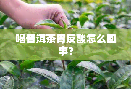 喝普洱茶胃反酸怎么回事？