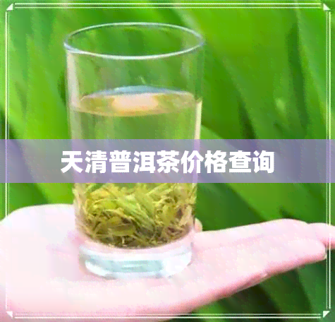 天清普洱茶价格查询