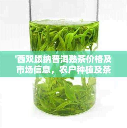 '西双版纳普洱熟茶价格及市场信息，农户种植及茶叶批发'