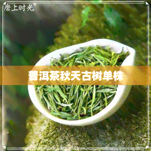 普洱茶秋天古树单株