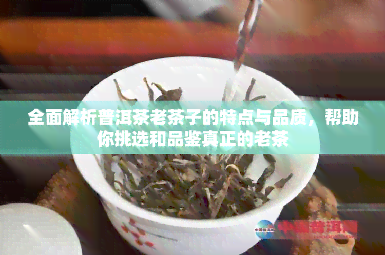 全面解析普洱茶老茶子的特点与品质，帮助你挑选和品鉴真正的老茶