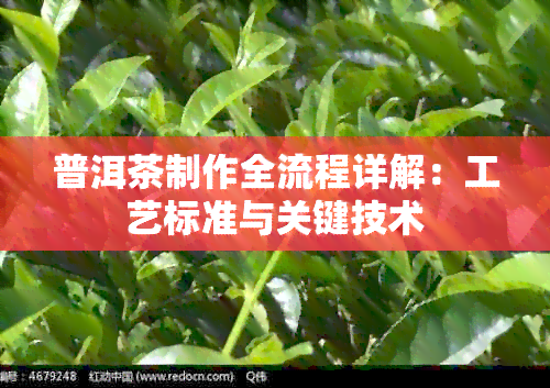 普洱茶制作全流程详解：工艺标准与关键技术