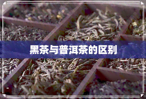 黑茶与普洱茶的区别