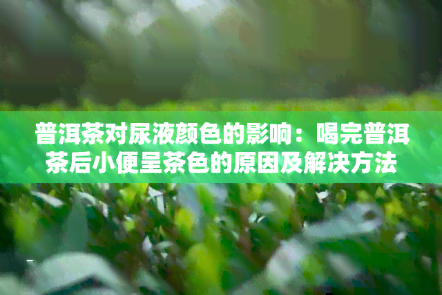 普洱茶对尿液颜色的影响：喝完普洱茶后小便呈茶色的原因及解决方法