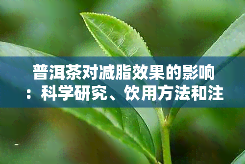 普洱茶对减脂效果的影响：科学研究、饮用方法和注意事项全面解析