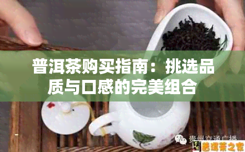 普洱茶购买指南：挑选品质与口感的完美组合