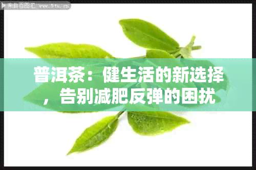 普洱茶：健生活的新选择，告别减肥反弹的困扰