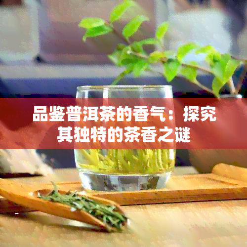 品鉴普洱茶的香气：探究其独特的茶香之谜