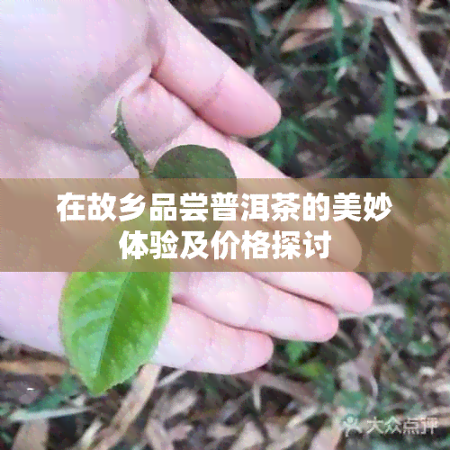 在故乡品尝普洱茶的美妙体验及价格探讨