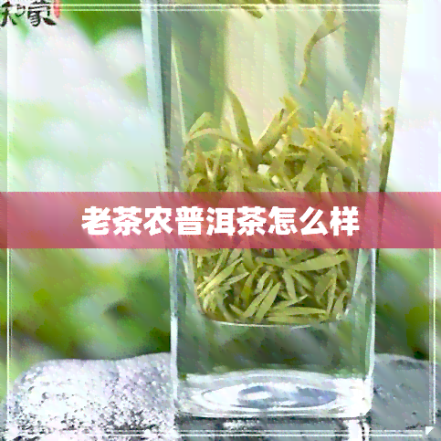 老茶农普洱茶怎么样