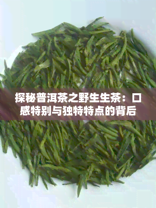 探秘普洱茶之野生生茶：口感特别与独特特点的背后故事