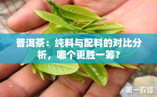 普洱茶：纯料与配料的对比分析，哪个更胜一筹？