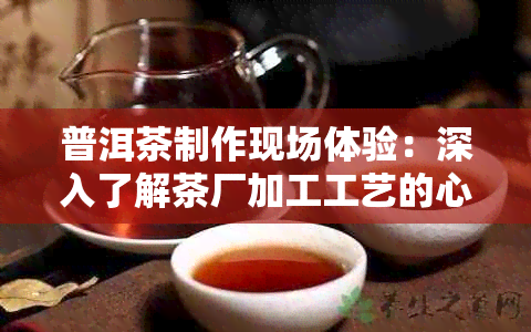 普洱茶制作现场体验：深入了解茶厂加工工艺的心得感悟