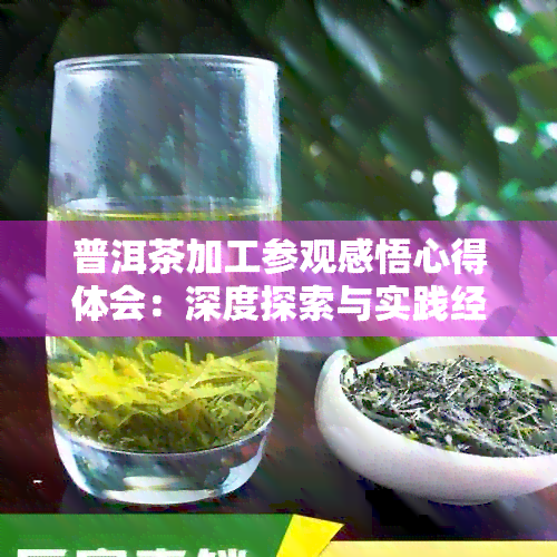 普洱茶加工参观感悟心得体会：深度探索与实践经验