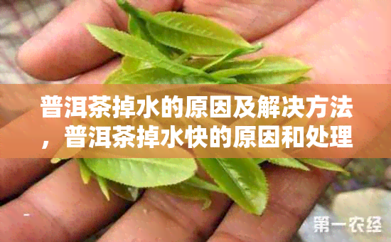 普洱茶掉水的原因及解决方法，普洱茶掉水快的原因和处理办法