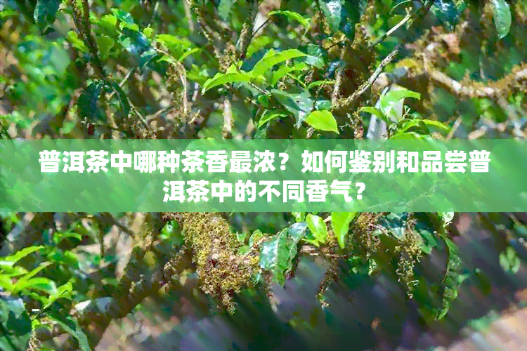 普洱茶中哪种茶香最浓？如何鉴别和品尝普洱茶中的不同香气？