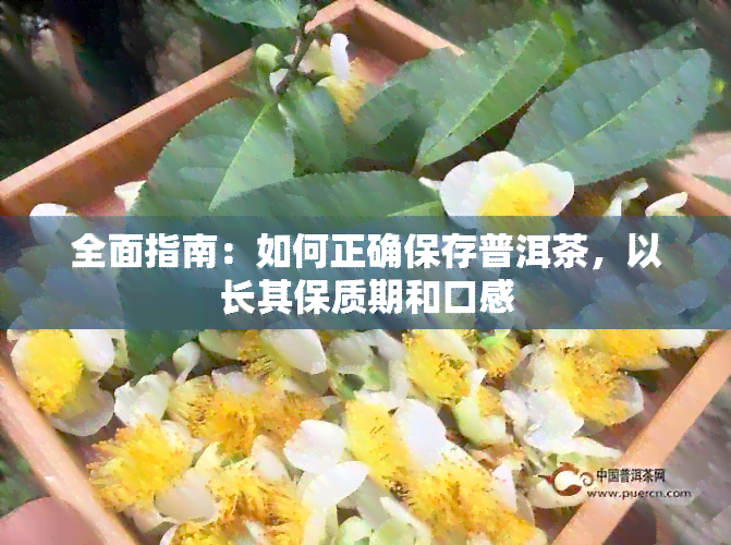 全面指南：如何正确保存普洱茶，以长其保质期和口感