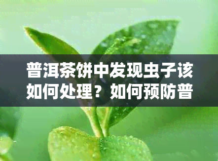 普洱茶饼中发现虫子该如何处理？如何预防普洱茶饼被虫蛀？