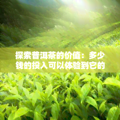 探索普洱茶的价值：多少钱的投入可以体验到它的魅力？