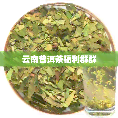 云南普洱茶福利群群